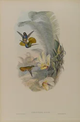 Chrysuronia eliciae: Elicia